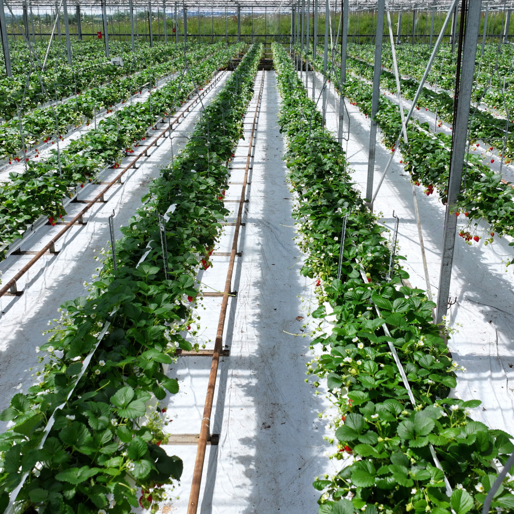 dji 20240610151106 d