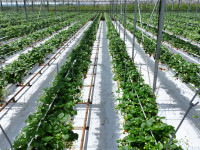 dji 20240610151106 d