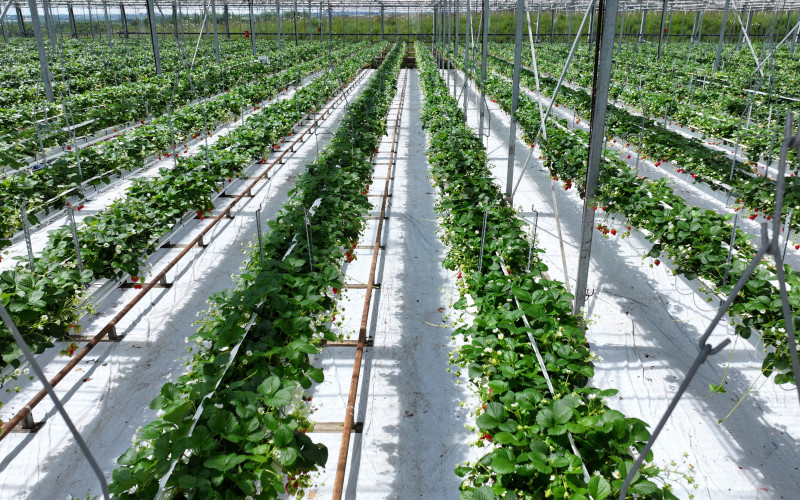 dji 20240610151106 d